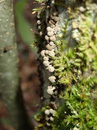 Attēlu rezultāti vaicājumam “Phleogena faginea”