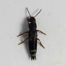 Attēlu rezultāti vaicājumam “Platydracus fulvipes”