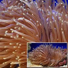 Image result for Anemonenarten