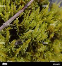 Attēlu rezultāti vaicājumam “Cratoneuron filicinum”