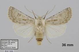 Attēlu rezultāti vaicājumam “Agrotis ripae”