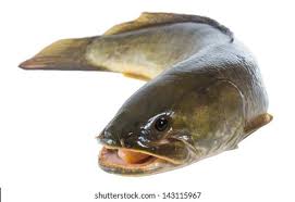 Image result for Amia calva