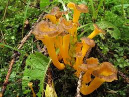 Attēlu rezultāti vaicājumam “Cantharellus lutescens”