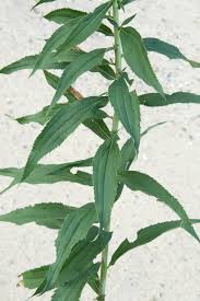 Attēlu rezultāti vaicājumam “Solidago canadensis leaf”