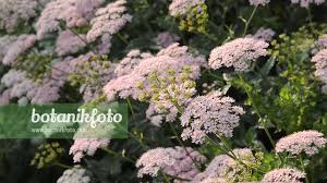 Image result for Pimpinella major