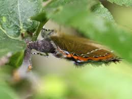 Attēlu rezultāti vaicājumam “Satyrium pruni underside”