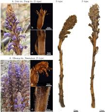 Attēlu rezultāti vaicājumam “Orobanche coerulescens bud”