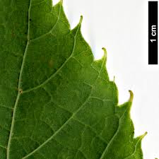 Attēlu rezultāti vaicājumam “Tilia x moltkei leaf”