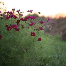 Image result for Cosmos bipinnatus `Double Click`