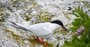 Image result for Sterna dougallii