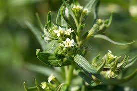 Attēlu rezultāti vaicājumam “Lithospermum officinale flower”