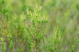 Attēlu rezultāti vaicājumam “Calluna vulgaris bud”