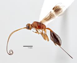 Attēlu rezultāti vaicājumam “Heterotrichia insignis (syn. Arcyria insignis) macro”