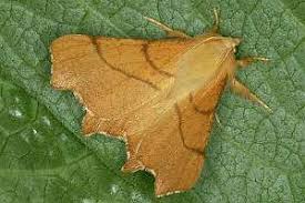 Attēlu rezultāti vaicājumam “Ennomos erosaria”