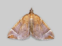 Attēlu rezultāti vaicājumam “Eulithis populata”