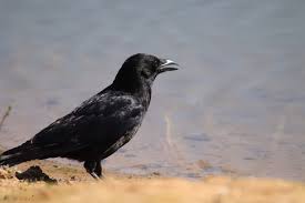 Attēlu rezultāti vaicājumam “Corvus frugilegus adult”