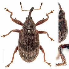 Attēlu rezultāti vaicājumam “Anthonomus pomorum”