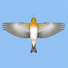 Attēlu rezultāti vaicājumam “Fringilla montifringilla”