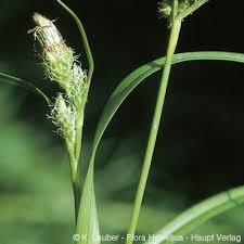 Attēlu rezultāti vaicājumam “Carex viridula flower”