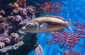 Image result for Labrus mixtus