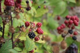 Attēlu rezultāti vaicājumam “Rubus plicatus flower”
