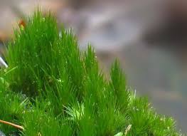 Attēlu rezultāti vaicājumam “Ditrichum flexicaule”