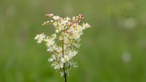 Image result for Filipendula vulgaris
