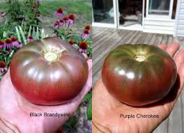 Afbeeldingsresultaat voor black brandywine tomato