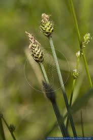Attēlu rezultāti vaicājumam “Carex loliacea”
