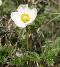 Attēlu rezultāti vaicājumam “Anemone sylvestris bud”