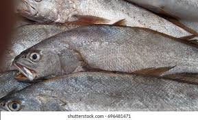 Image result for Argyrosomus regius