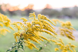 Attēlu rezultāti vaicājumam “Solidago canadensis flower”
