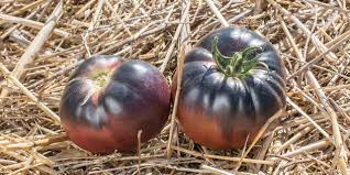 Afbeeldingsresultaat voor debarro black tomato