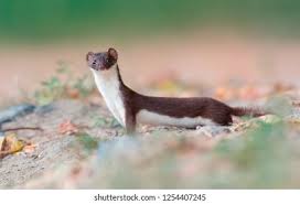 Attēlu rezultāti vaicājumam “Mustela nivalis”