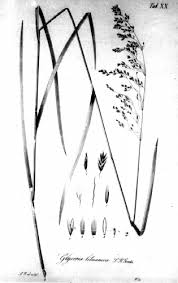 Attēlu rezultāti vaicājumam “Glyceria lithuanica”