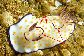 Attēlu rezultāti vaicājumam “Rhynocoris annulatus imago”