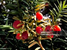 Attēlu rezultāti vaicājumam “Taxus baccata fruit”