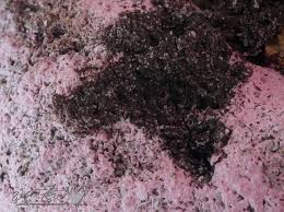 Attēlu rezultāti vaicājumam “Fuligo septica var. rosea”