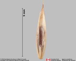 Attēlu rezultāti vaicājumam “Festuca rubra subsp. rubra”