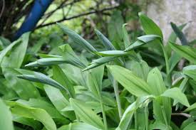 Attēlu rezultāti vaicājumam “Polygonatum multiflorum  fruit”