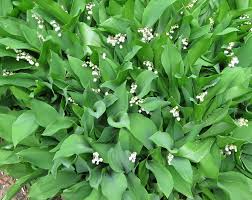 Attēlu rezultāti vaicājumam “Convallaria majalis leaf”