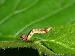 Attēlu rezultāti vaicājumam “Erannis defoliaria larva”