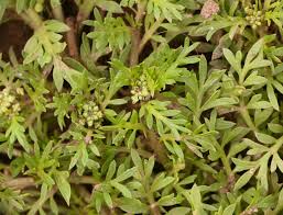 Attēlu rezultāti vaicājumam “Enteridium liceoides young”