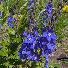 Attēlu rezultāti vaicājumam “Veronica austriaca subsp. teucrium flower”