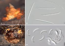 Attēlu rezultāti vaicājumam “Nectria episphaeria”