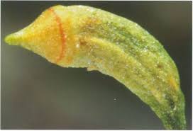 Attēlu rezultāti vaicājumam “Homomallium incurvatum sporophyte”