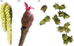 Attēlu rezultāti vaicājumam “Corylus avellana male flower”