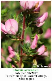 Attēlu rezultāti vaicājumam “Ononis arvensis leaf”