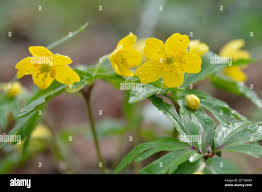 Attēlu rezultāti vaicājumam “Anemone ranunculoides leaf”