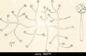 Attēlu rezultāti vaicājumam “Hypocrea rufa”